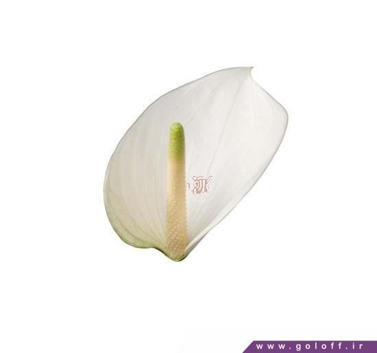 وب سایت گل - گل آنتوریوم ویسپر - Anthorium | گل آف